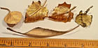 19 Vintage Pins of Leaves & Flowers; Enamel, Gold Plate, +; See Closeups; Ages? — photo 6