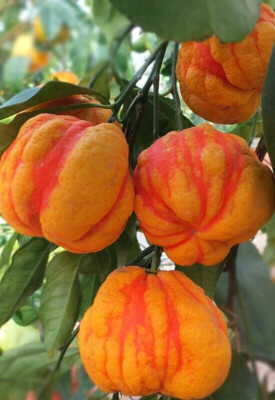 Orange Bizzarria variegated - (Citrus aurantium bizzarria) 10 frische Samen + GESCHENK