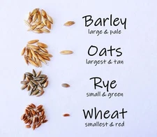 Simple Cat Grass Blend, 100% US Organic, 4 Popular Seeds: Wheat, Green 