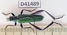 D41489. Insects, Beetles, Cerambycidae sp. Vietnam North