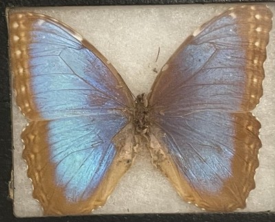 Vintage 1972 Blue Morpho Butterfly Morpho peleides Framed Nicaragua Specimen