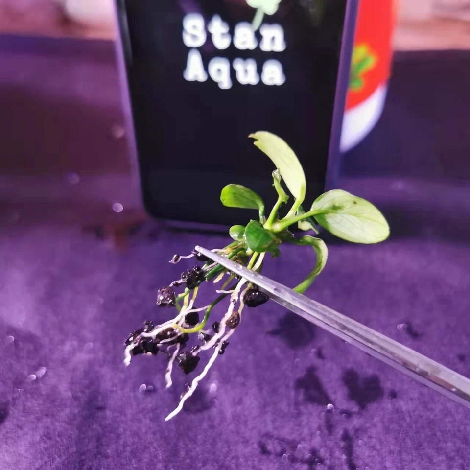 FREE EXPRESS 3XAnubias Nana Petite (10-15 leaves) Aqurium plants - image 3 of 4