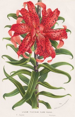 Lilium tigrinum Tiger-Lilie lily China Japan botany Botanik Houtte Lithographie