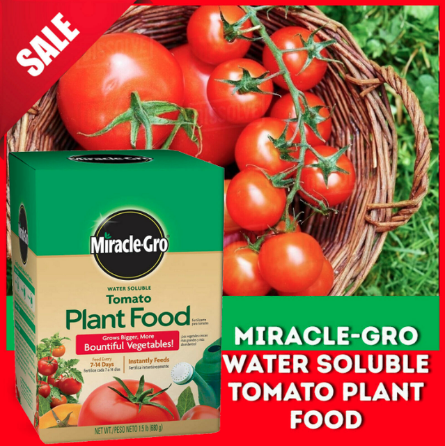 Is miracle grow good for tomato plants information
