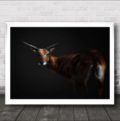Antilope Lechwe Portrait Tier Tiere Hörner Horn Wandbild Kunstdruck