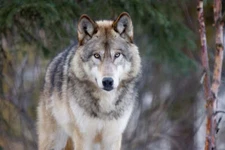 Alaska Wolf by Design Pics Fine Art Print Stunning Nature Wildlife 11x14