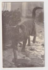 Original 1973 Yugoslavia Europe Cat Photograph Vintage Black and White Snapshot