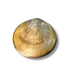 Vintage Shell Mother of Pearl Belt Buckle Goldtone Trim 2.75"