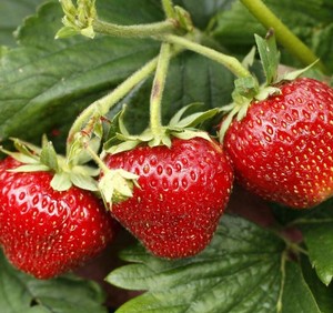 50 Shuksan Strawberry Plants Bare Root A New Large Sweet June Bearing Berry Ebay