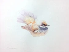 Manus Fantail,  Birds, Watercolor artwork, Handmade, Original painting on paper