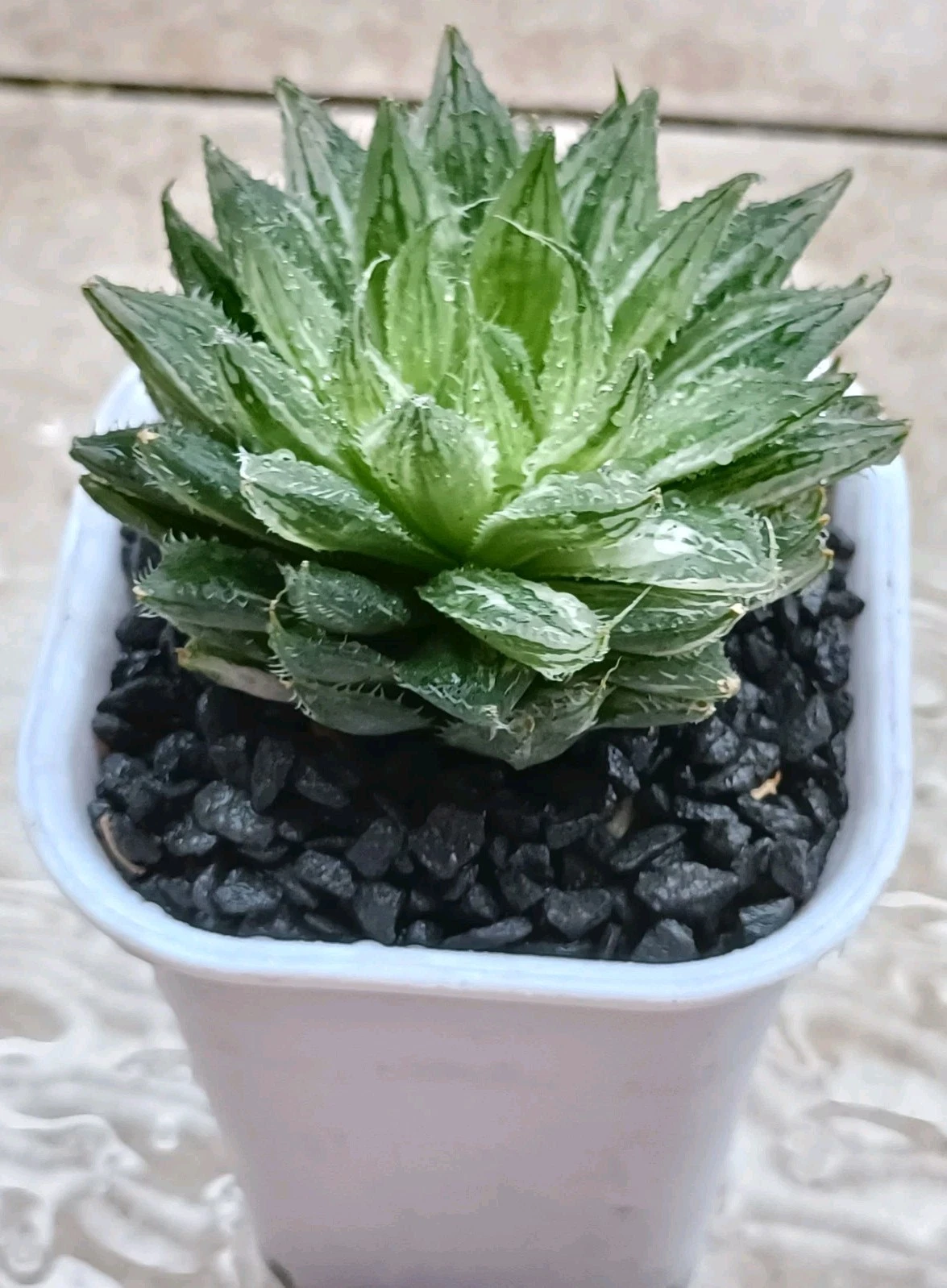 Haworthia Cooperi " Lotus Lantern" Variegated Rare Succulent Plant
Opens in a new window or tab