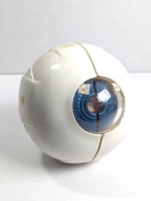 1963 Merck Co. Pharmaceutical Anatomical Human Eye 3D Model Eyeball
