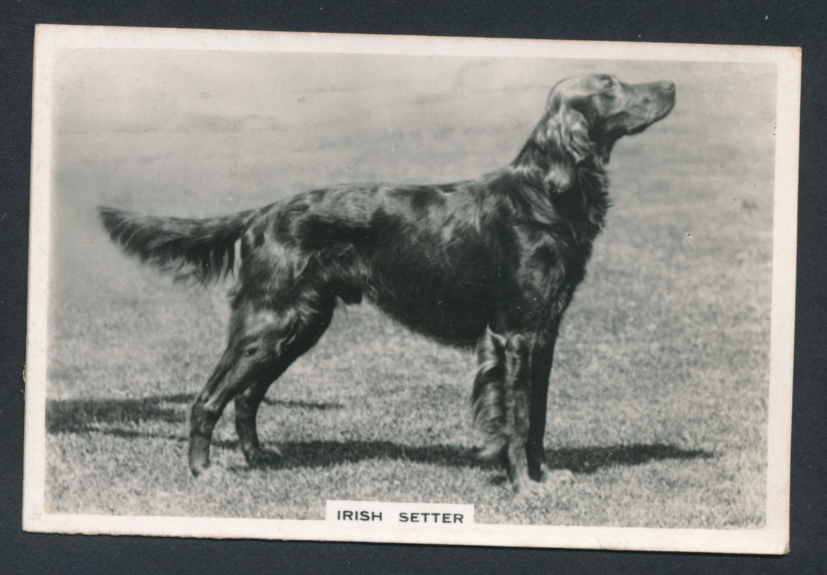 Irish Setter from series Dogs by Senior Service Cigarettes card #1