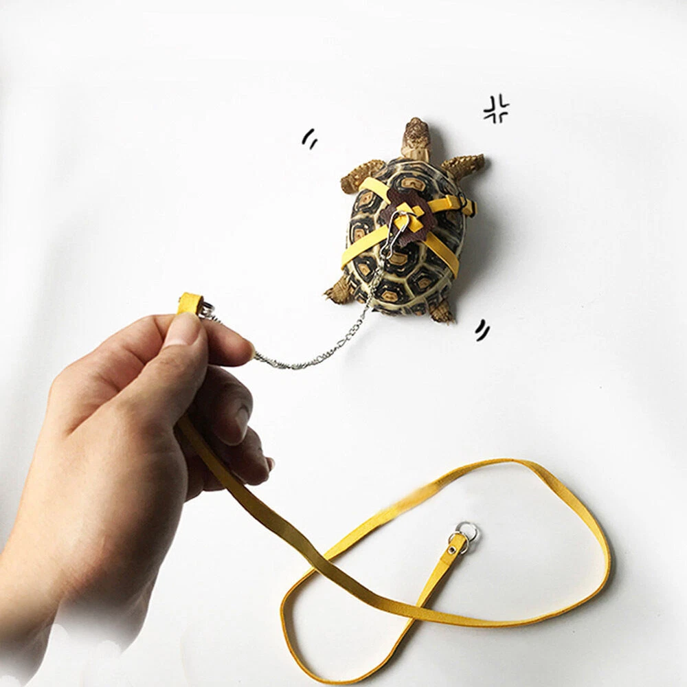 Tortoise harness and leash sales
