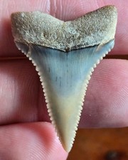 BEAUTIFUL COLORS! GENUINE ANCIENT GREAT WHITE SHARK TOOTH FOSSIL NOT MEGALODON! 