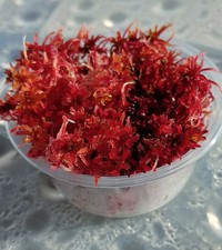 Mousse de sphaigne rouge vivante mousse de tourbe vivante sphaigne vivante