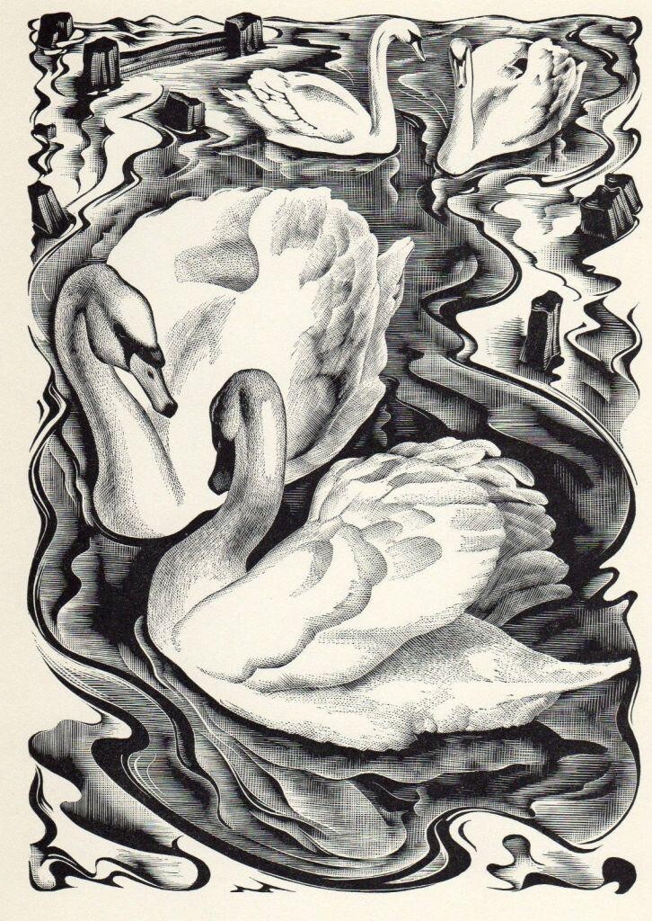 Swans Wood Engraving Art Print – Agnes Miller Parker – British