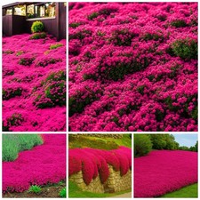 20000 Red Creeping Thyme Seeds Ground Cover Plant