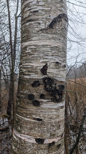 White Birch Tree Seeds - Betula papyrifera & pendula 'Gracilis' - Stunning Bark - Picture 10 of 23