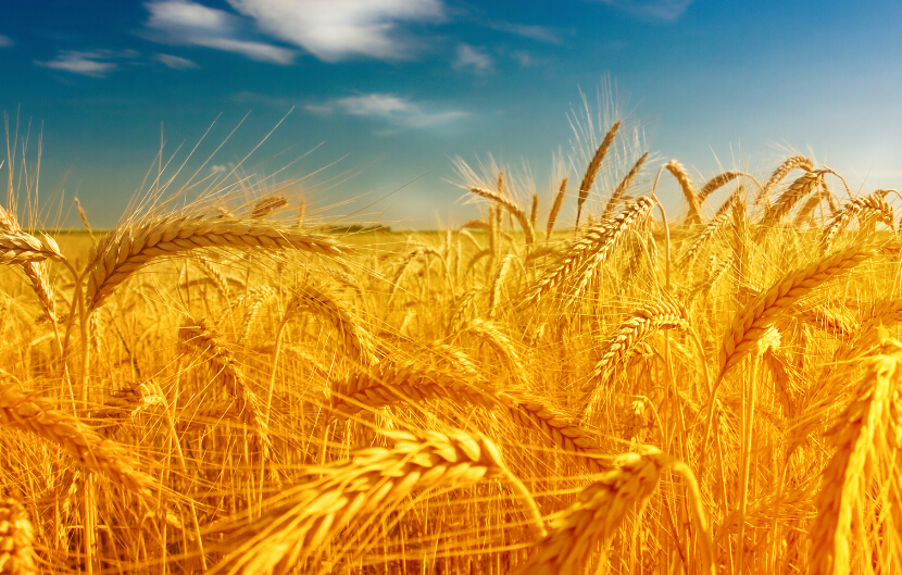 3D 3D 3D Wheat Nature Landscape 5546 Wall Paper Wall Print Decal Wall AJ WALLPAPER CA a3b57f 3D 3D 3D Wheat Nature Landscape 5546 Wall Paper Wall Print Decal Wall AJ WALLPAPER CA a3b57f