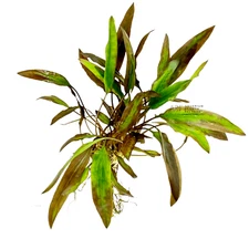Cryptocoryne Affinis Red | Aquarium Plants Factory®