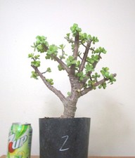 Fat Portulacaria Jade Crassula plant for shohin mame bonsai tree thick trunk 2