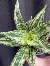Sansevieria Bianca Pot 6cm Houseplant Rare Plant