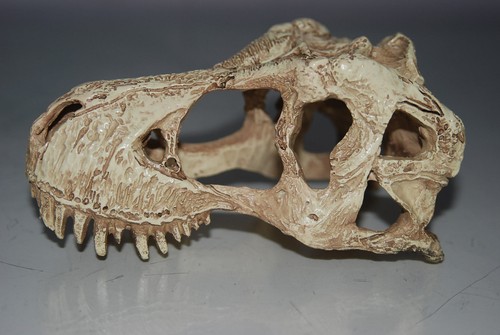 Großer T Rex Dinosaurierschädel 17 x 9 x 7 cm geeignet für Vivarien & Aquarien - Bild 5 von 6