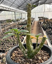 Dorstenia gigas from see-d Pruning Small Copiapoa Euphorbia dorstenia haworthia