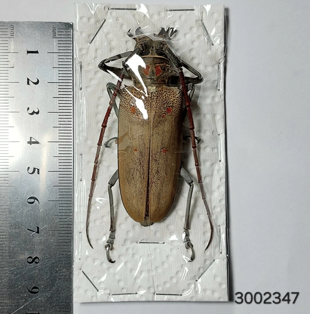 Batocera for sale | eBay
