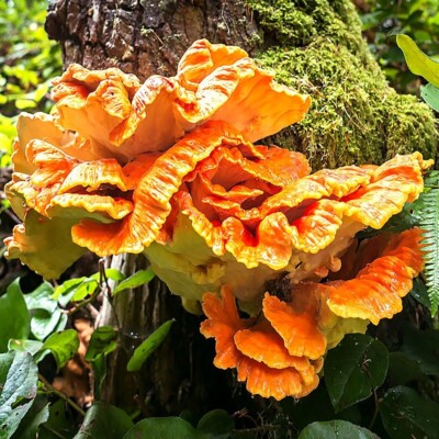 Chicken of the woods (Laetiporus sulphureus) Liquid Culture