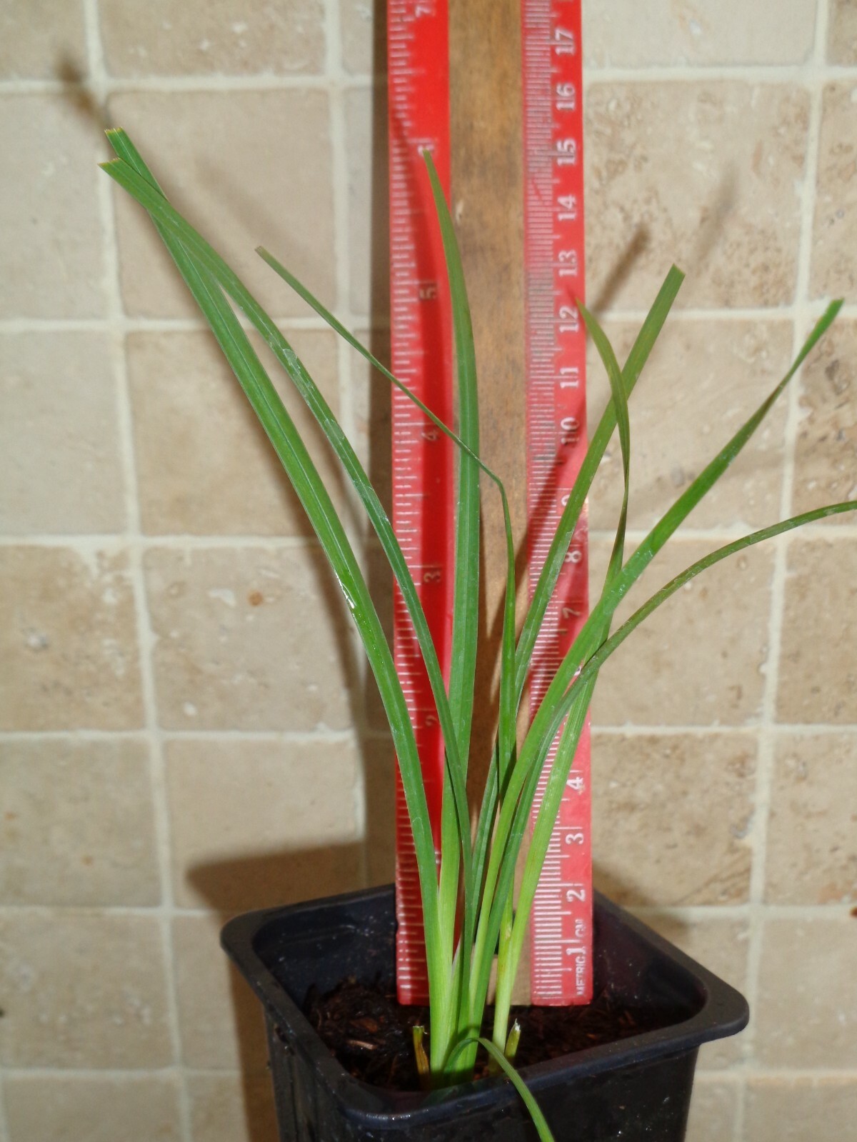 DIERAMA SNOWBELLS ANGEL'S FISHING ROD EVERGREEN GARDEN PERENNIAL eBay