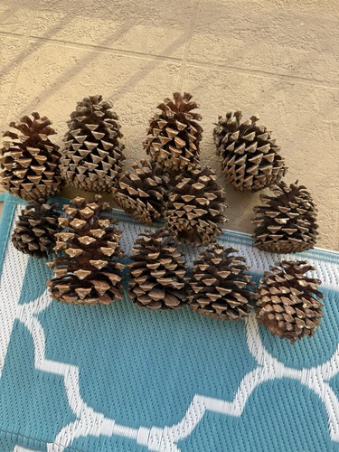 12 Large Pine Cones 4-6.3” Natural Jumbo Pine Cones Craft Decor Lot