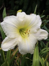 Joan Senior Daylily Single Fan Day Lily Hemerocallis Almost White Daylilies