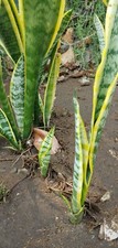 Snake Sansevieria Plant Bare Root/ 'Laurentii' Mother-In-Law's Tongue 9-12 inch