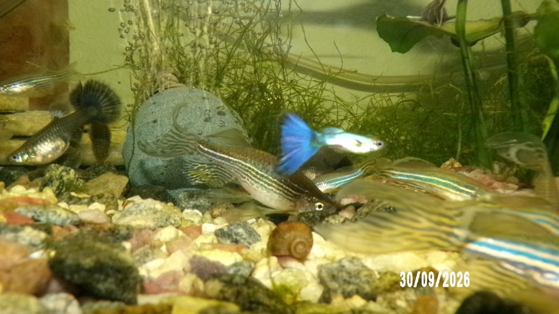 6 Blue Tail Guppy Juvenile