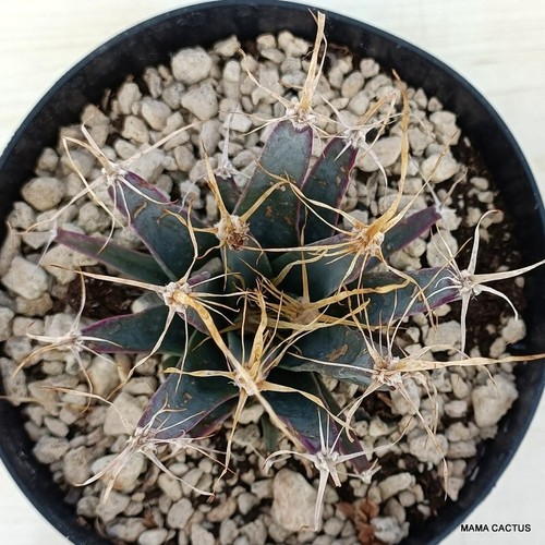 A6245 LUCHTENBERGIA PRINCIPIS maceta 14 cm H 7 cm W 9 cm MaMa Cactus - Imagen 4 de 4