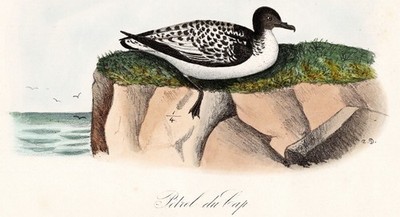 Petrel du cap bird oiseaux Vögel Vogel Ornithologie Lithographie Dubois 1872