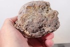 Oregon Richardson Ranch Thunderegg Lapidary 1 lb 11 oz. rough Lot #E10 — photo 4
