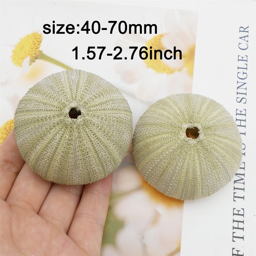 1-pack Green Sea Urchin Shell 4 - 7 cm Seashell Ornament Beach Wedding Decor - Picture 5 of 6