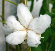 Gossypium Hirsutum - 10 / 50 Seeds  With Cotton! - Upland Cotton The one you wan