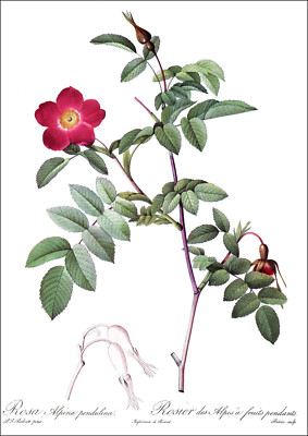 1990 Vintage Print Rose Flower Rosa Alpina Pendulina Floral Roses