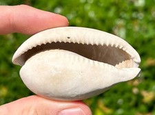 Florida Fossil Gastropod Akleistostoma carolinensis 2.35” Cowrie Shell Cypraea