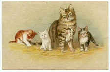 Chat.cat. Chatons.kittens