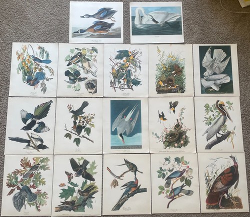 Vintage Large Audubon Bird Prints - 14” x 17” - CHOICE - Ship Free