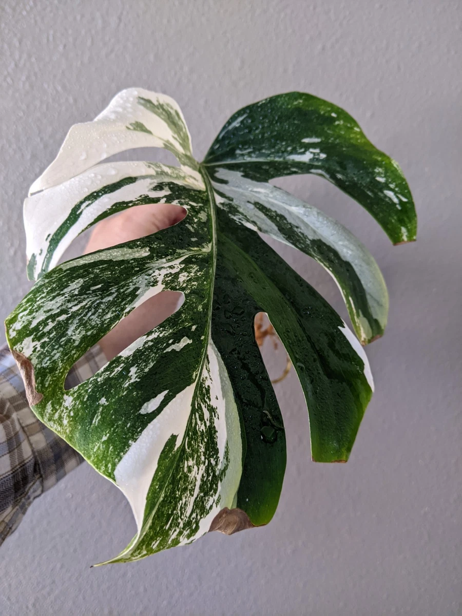 Monstera Houseplants for sale - eBay