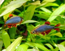 10+1 Celestial Pearl Danio FISH (Galaxy Rasbora) Juveniles – Includes HEAT PACK