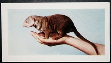PET  MONGOOSE   Vintage 1960 Colour Photo Card  GE29MS