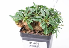 Rare Cacti Plant Euphorbia ecklonii WYSIWYG Caudex Decor Garden Boutique