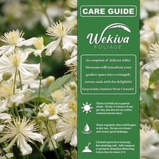 Clematis Fargesioides Summer Snow - Live Starter Plants in 2 Inch Growers...
